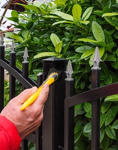 Fence is being painted in front of a hedge. 