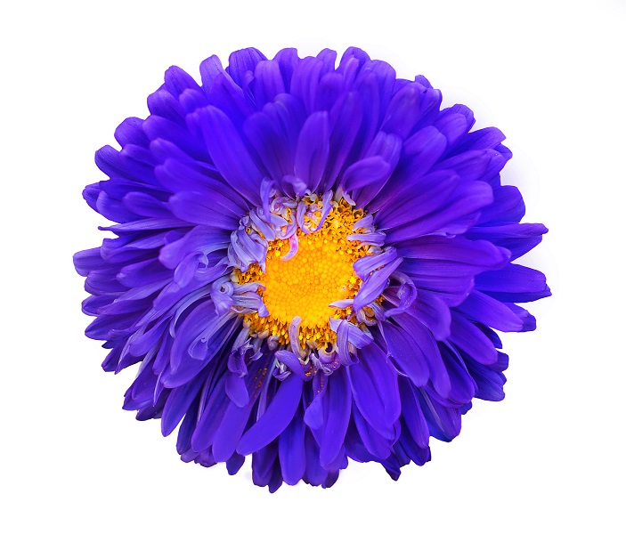 purple, flower