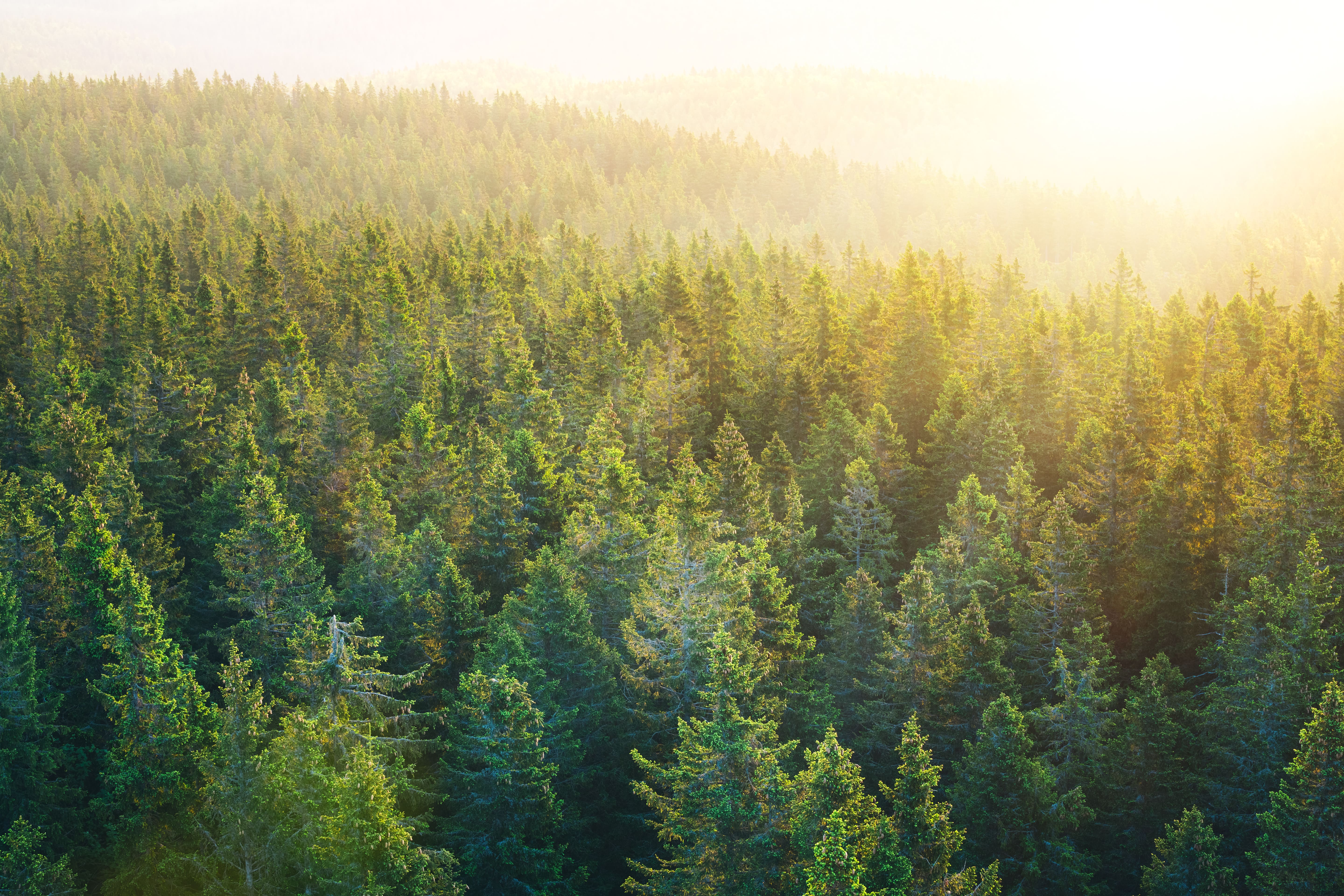 Introducing Sirmax's Green Isoglass® range: a leap towards sustainable production Aerial view of spacious Pine Forest at sunrise